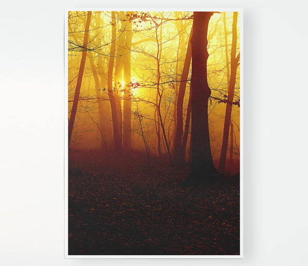 Golden Forest At First Light Print Poster Wall Art