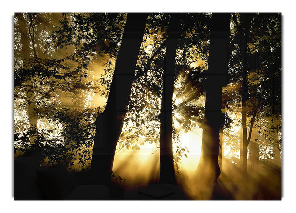 Sun Beam Forest