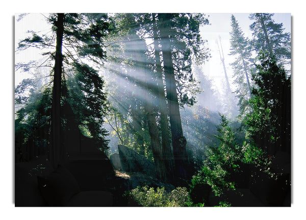 Sunbeams Through The Forest