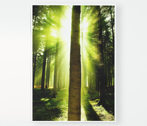 Green Emerald Sunbeam Forest Print Poster Wall Art