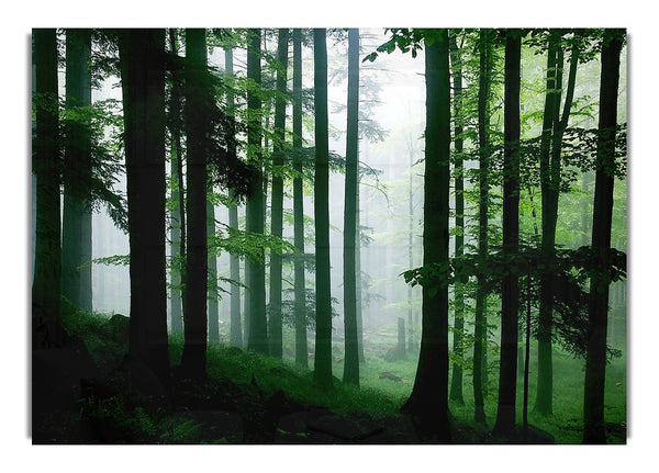 Emerald Forest Mist