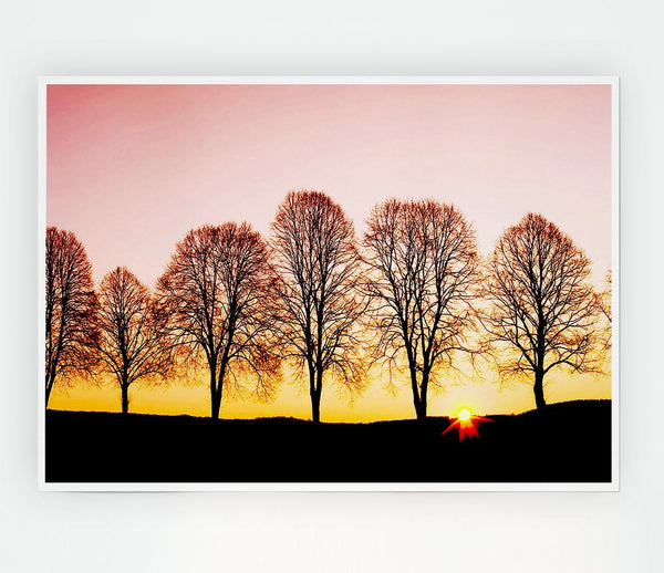 Beech Trees At Sunrise Print Poster Wall Art