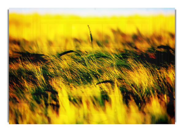 Wheatfield Yellow