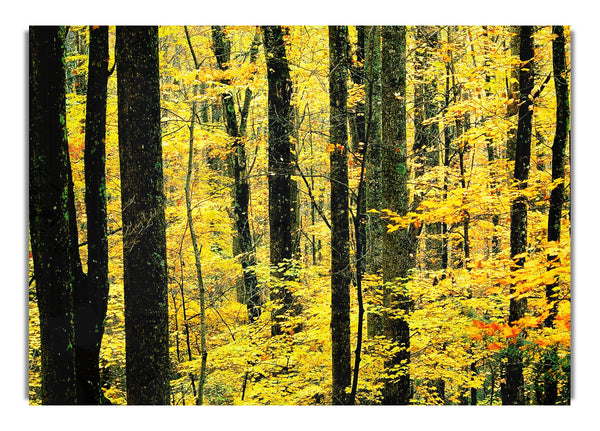 Yellow Woodland
