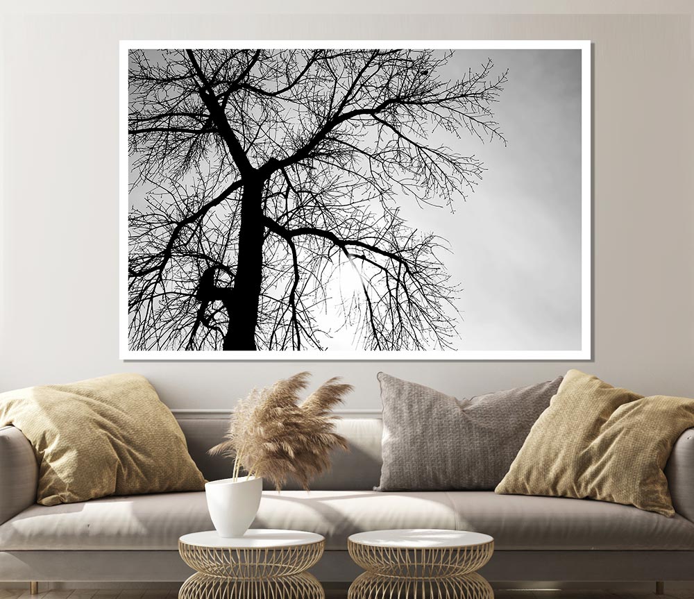 Winter Branches In The Sun B N W Print Poster Wall Art