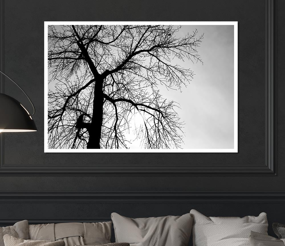 Winter Branches In The Sun B N W Print Poster Wall Art