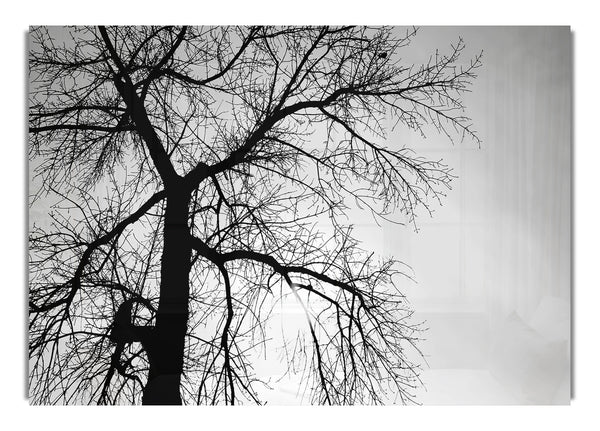 Winter Branches In The Sun B~w