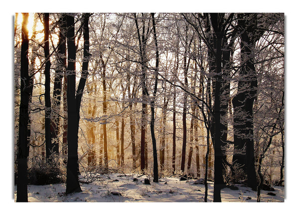 Winter Wonderland Landscape Canvas