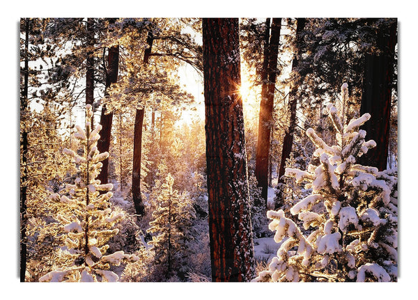 Winter Woodland