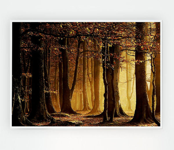Land Of Trees Print Poster Wall Art