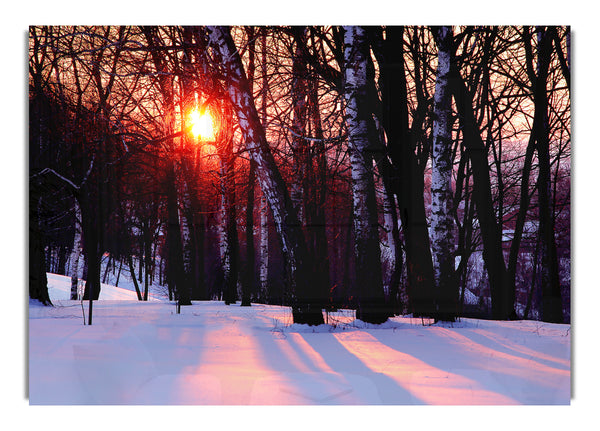 Winter Woodland Sun