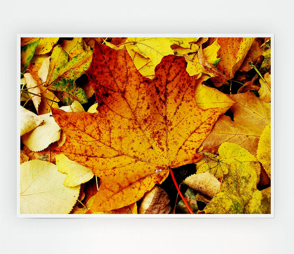 Autumn Leaves On The Ground Print Poster Wall Art