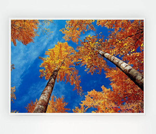 High Above The Tree Tops Print Poster Wall Art
