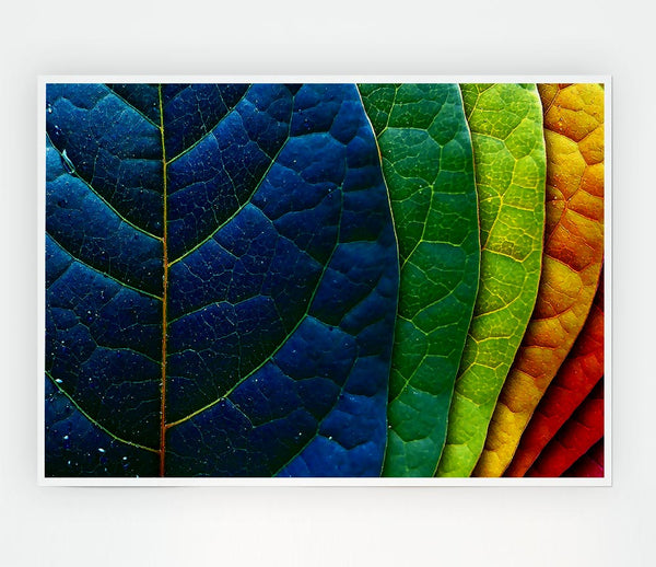 Colourful Leaves Print Poster Wall Art