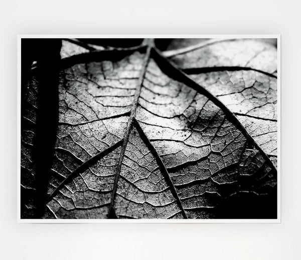 Dry Leaf Black And White Print Poster Wall Art