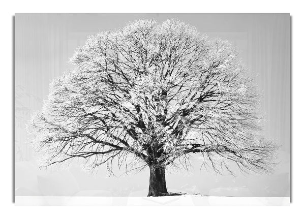 Winter Snow Tree B~w