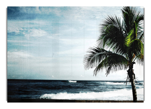 Palm Tree Ocean