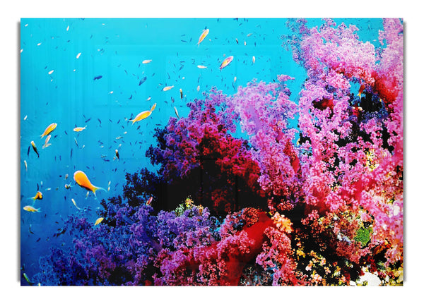 Magical Coral Ocean