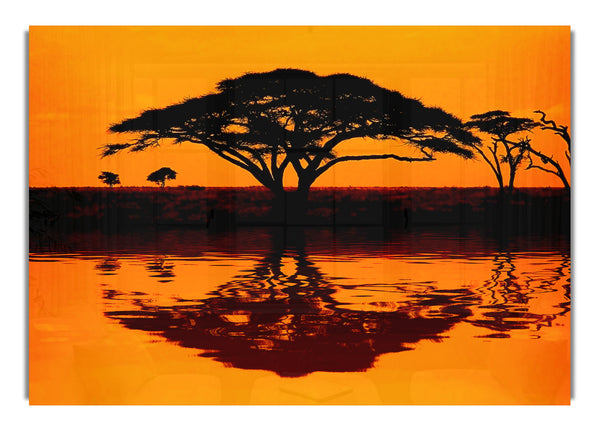 African Tree Reflection
