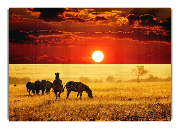 Zebras In The African Sun