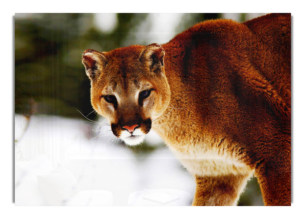 Florida Panther In The Snow