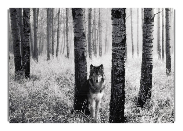 Forest Wolf