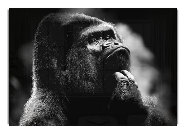 Thoughtful Gorilla Bw(1)