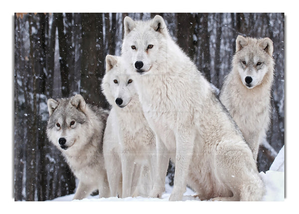 White Wolves Pack 2