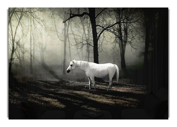 Wild White Horse In The Woodland