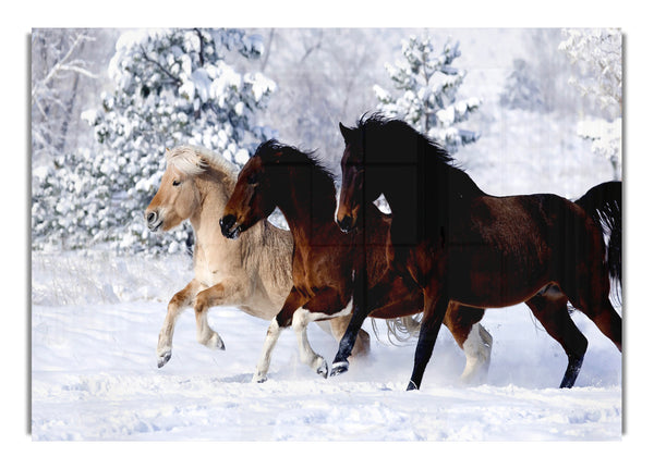 Wild Winter Horses Running