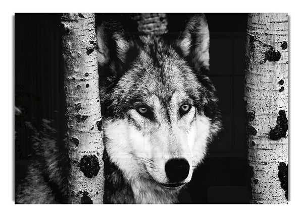 Wolf Stare