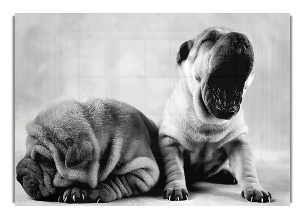Wrinkly Puppys Wild Life Canvas