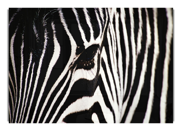 Zebra Face 1