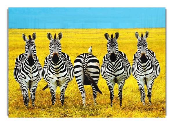 Zebra Line Up