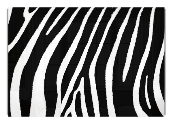 Zebra Pattern Wild Life Canvas