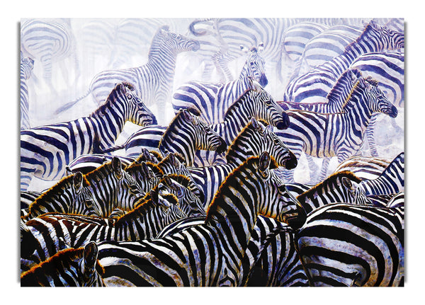 Zebra Stampede