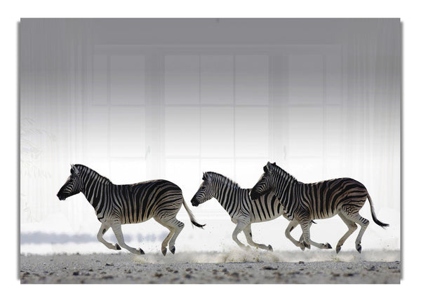 Zebras Ocean Running