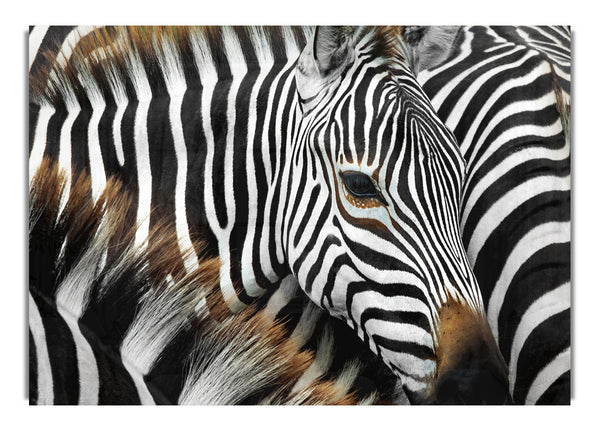 Zebra Huddle