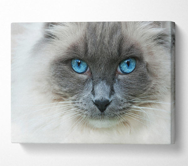 Picture of Ragdoll Cat Face Canvas Print Wall Art
