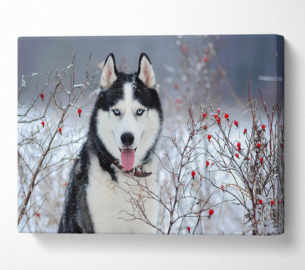 Picture of Husky Dog In The Winter Canvas Print Wall Art