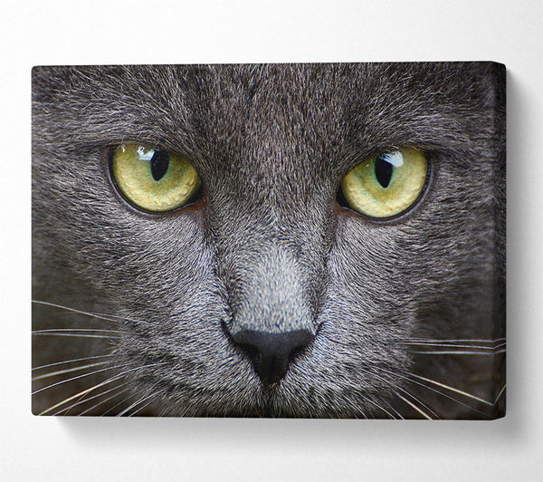 Picture of Smokey Grey Cat Canvas Print Wall Art