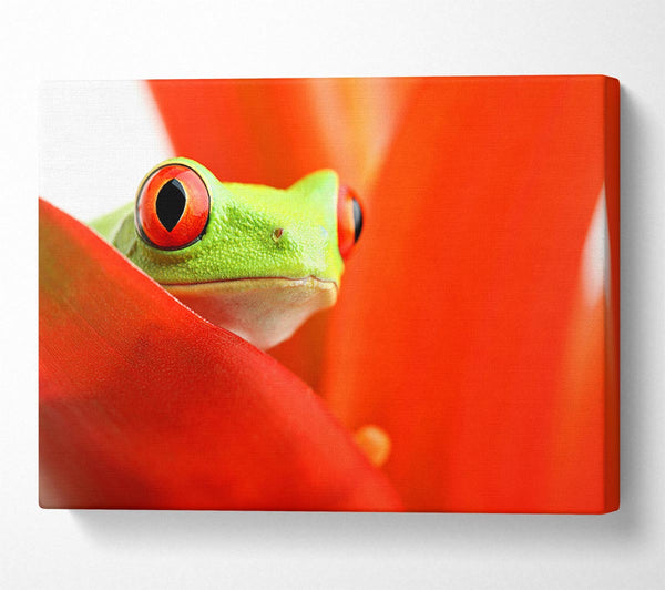 Picture of Red Leaf Frog Canvas Print Wall Art