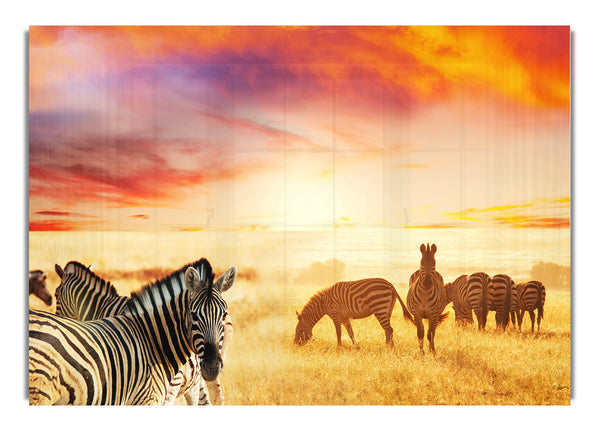 Zebra Sunset Safari