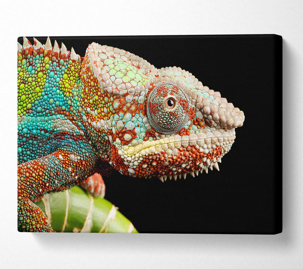 Picture of Chameleon Face Canvas Print Wall Art