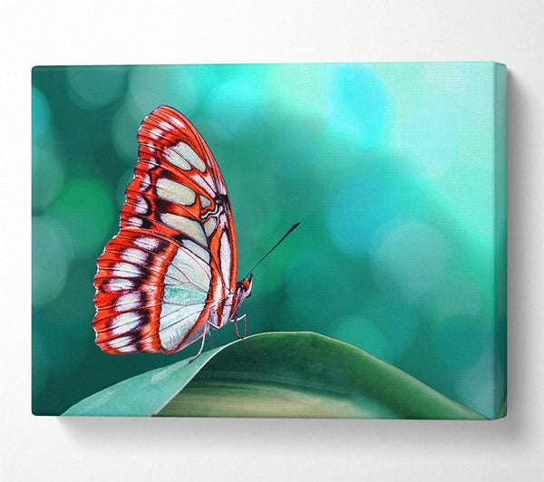 Picture of Butterfly Wings 1 Canvas Print Wall Art