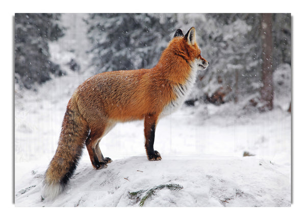 Winter Snow Fox