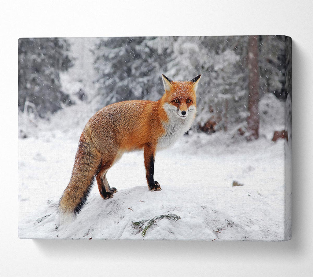 Picture of Snow Fox Canvas Print Wall Art