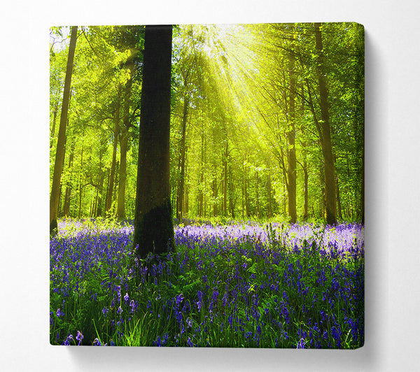 A Square Canvas Print Showing Bluebell Sun Blaze Square Wall Art