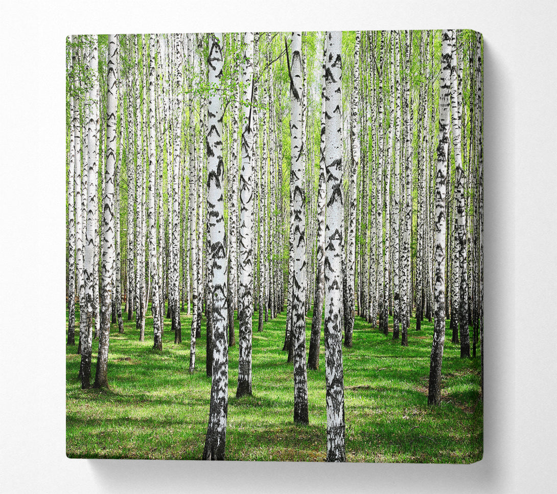 A Square Canvas Print Showing Silver Birch Beauty Square Wall Art