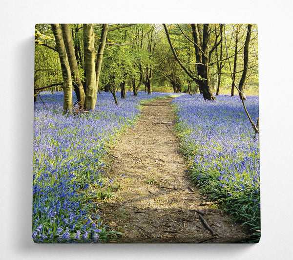 A Square Canvas Print Showing Bluebell Path Square Wall Art